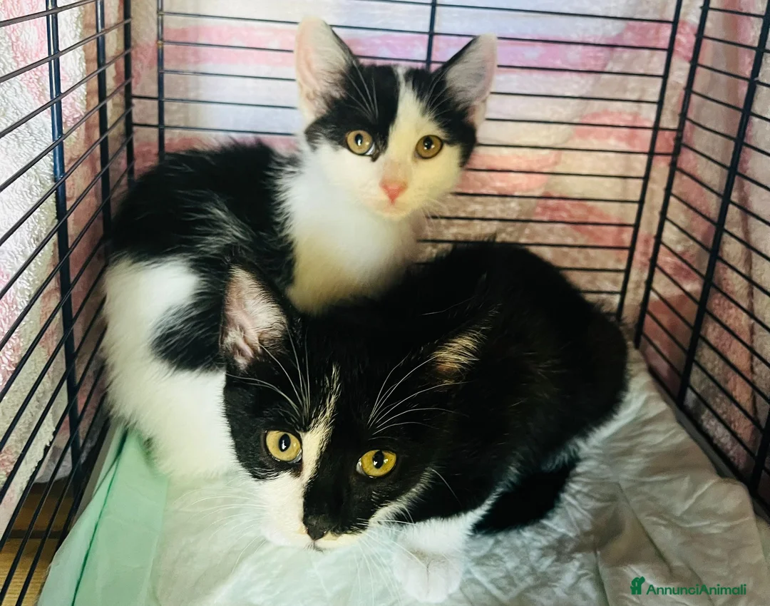 Europeo gatti in regalo: Due gattini di tre mesi - Annuncio 6
