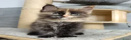 Maine Coon gatti in vendita: Femmine maine coon con pedigree Fife  - Annuncio 8