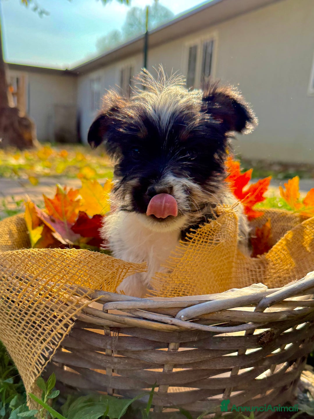 Jack Russell cani in vendita: Cuccioli jack Russell  - Annuncio 3