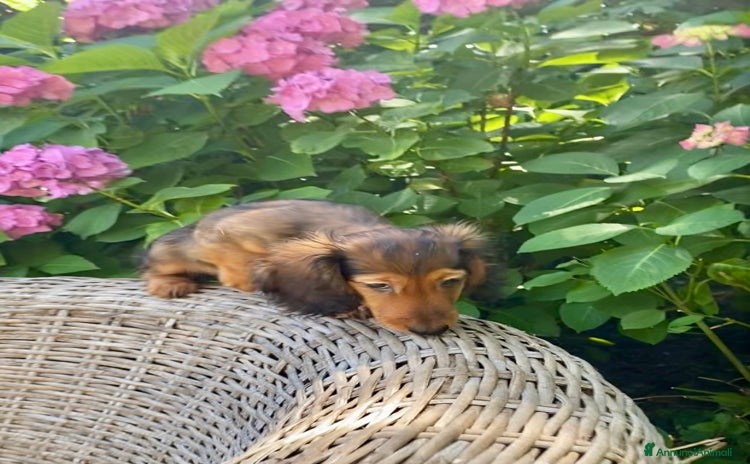 Bassotto cani a Città metropolitana di Milano - Annuncio 1