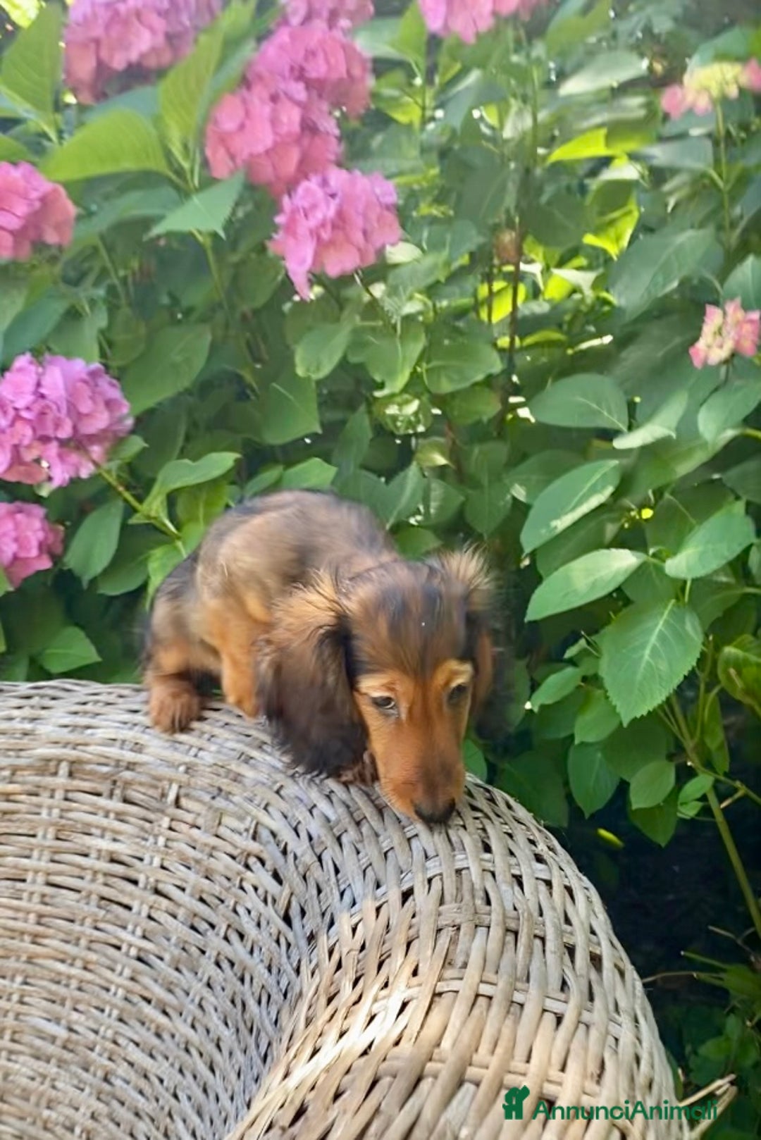 Bassotto cani in vendita: 🌟Splendidi cuccioli di bassotto a pelo lungo🌟 a Città metropolitana di Milano - Immagine 1