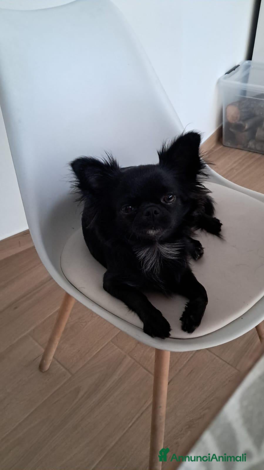 Chihuahua cani in vendita: Cucciolo di Chihuahua a Pelo Lungo - Pedigree ENCI - Annuncio 10