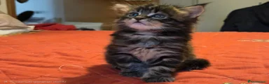 Maine Coon Gattino 2