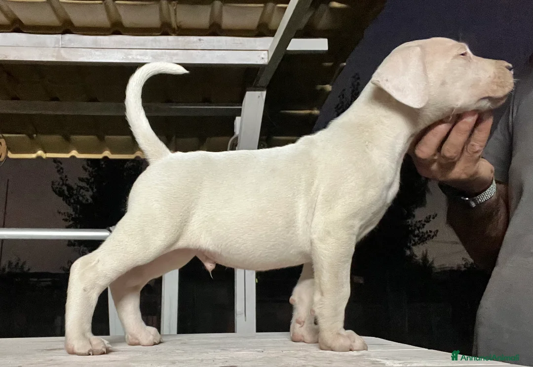 Immagine della galleria {{count}}