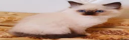 Ragdoll gatti in vendita: Ragdoll cucciolo  - Annuncio 3