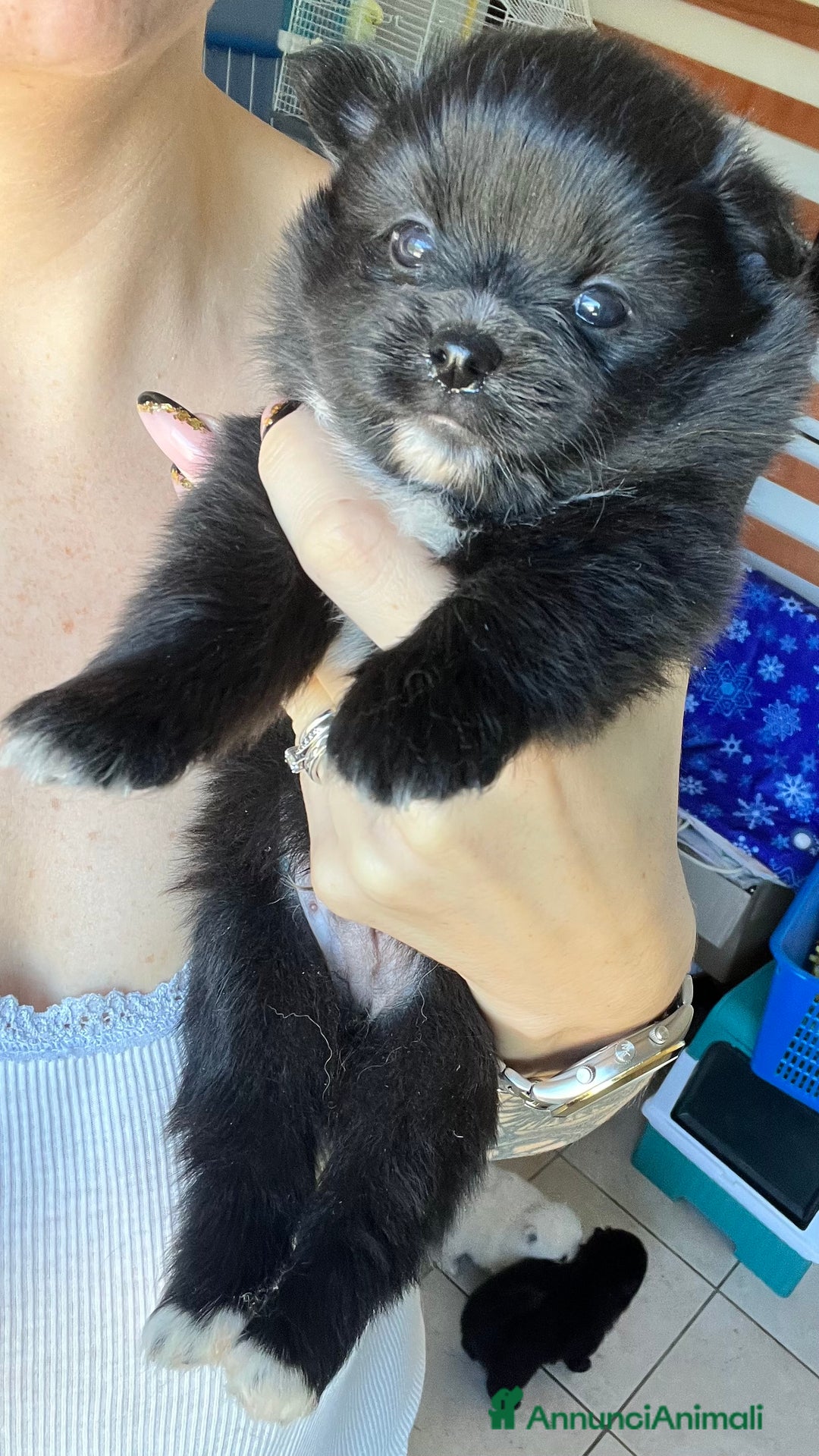 Volpino Pomerania cani in vendita: Volpino di Pomerania  - Immagine 2