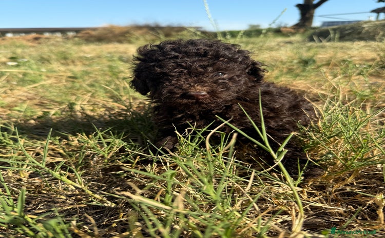 Barboncino cani a Città Metropolitana di Milano - Annuncio 10