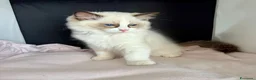 Ragdoll gatti in vendita: Splendidi cuccioli di Ragdoll - Annuncio 3