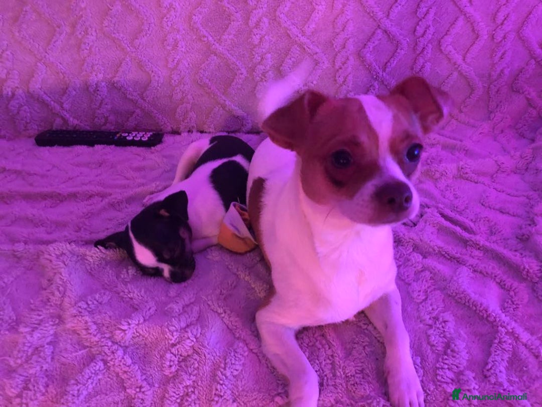 Chihuahua cani in vendita: Vendo cucciolo di un anno chivava - Annuncio 3