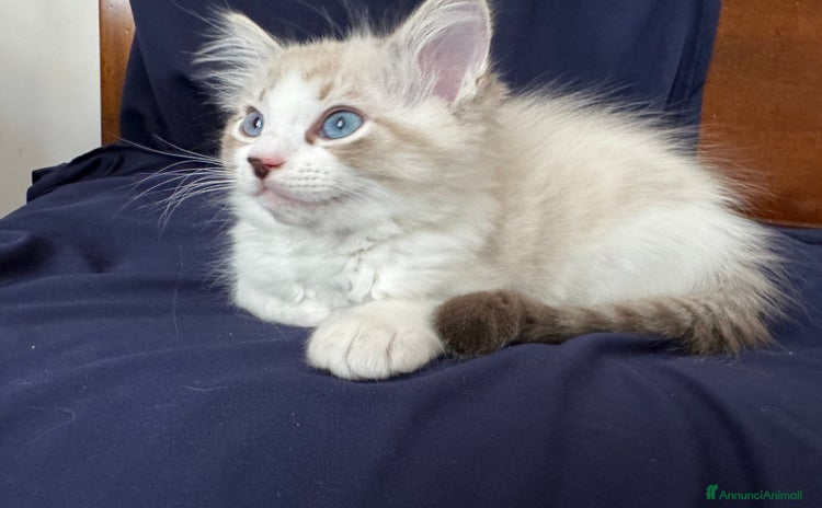 Ragdoll gatti a Provincia di Varese - Annuncio 3