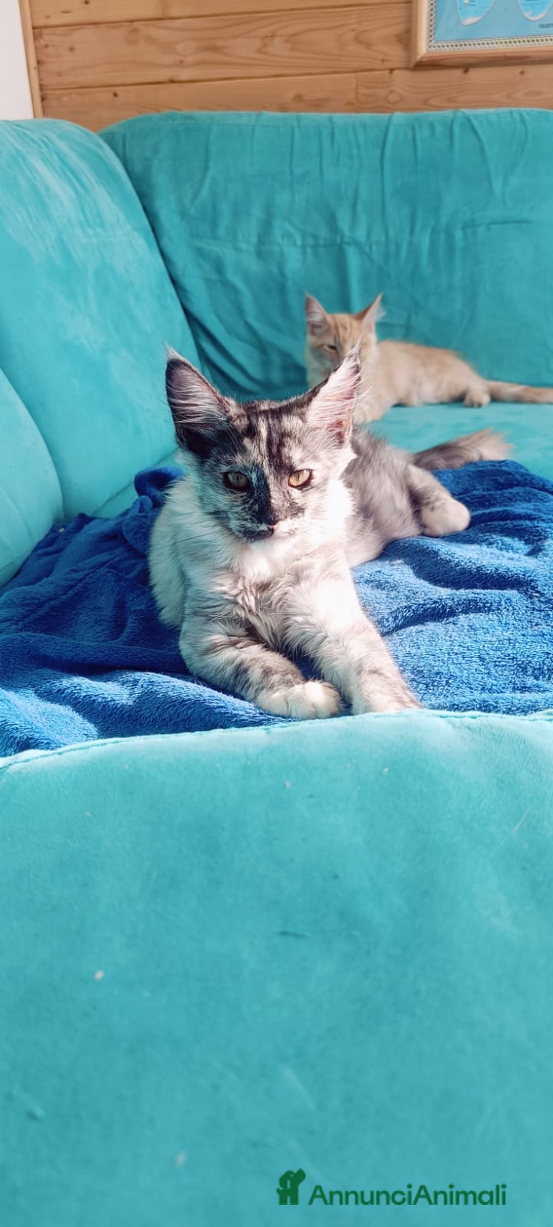 Maine Coon gatti in vendita: Cucciola Maine Coon Pedigree ANFI - Annuncio 9