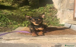 Pinscher Miniatura cani in regalo: STARLET, MINI PINSCHER dolcissima a Città Metropolitana di Firenze - Immagine 13