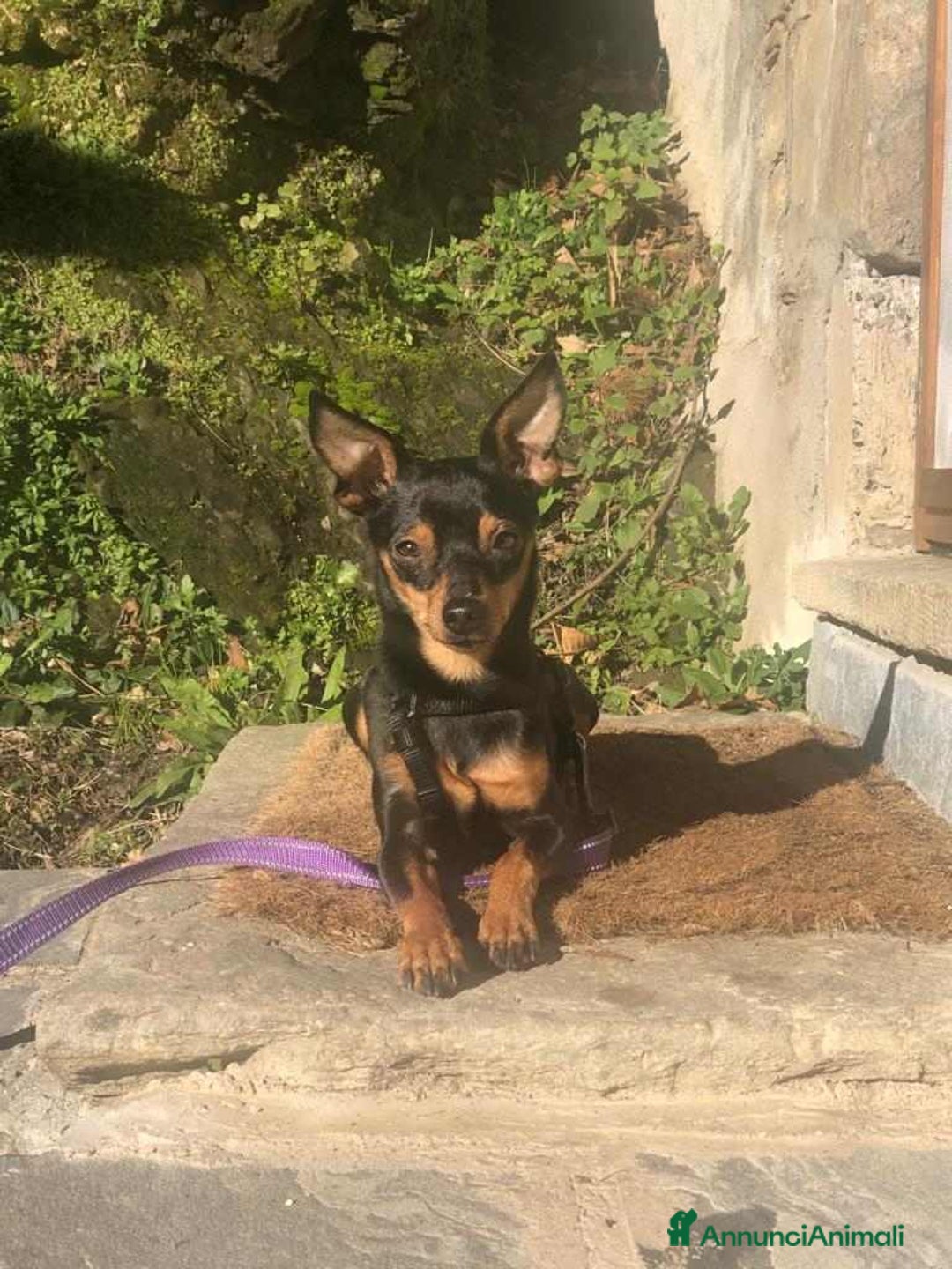 Pinscher Miniatura cani in regalo: STARLET, MINI PINSCHER dolcissima a Città Metropolitana di Firenze - Immagine 13