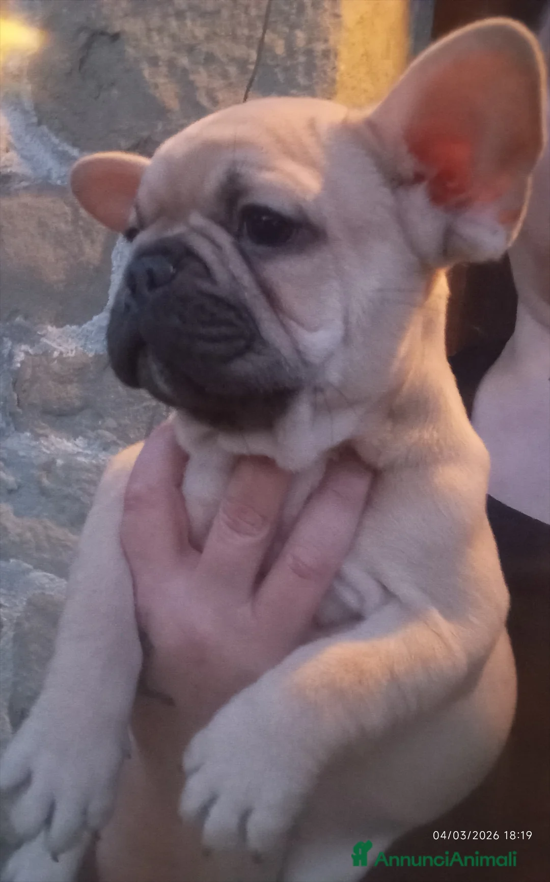 Bulldog Francese cani in vendita: Bulldog francese  - Annuncio 2