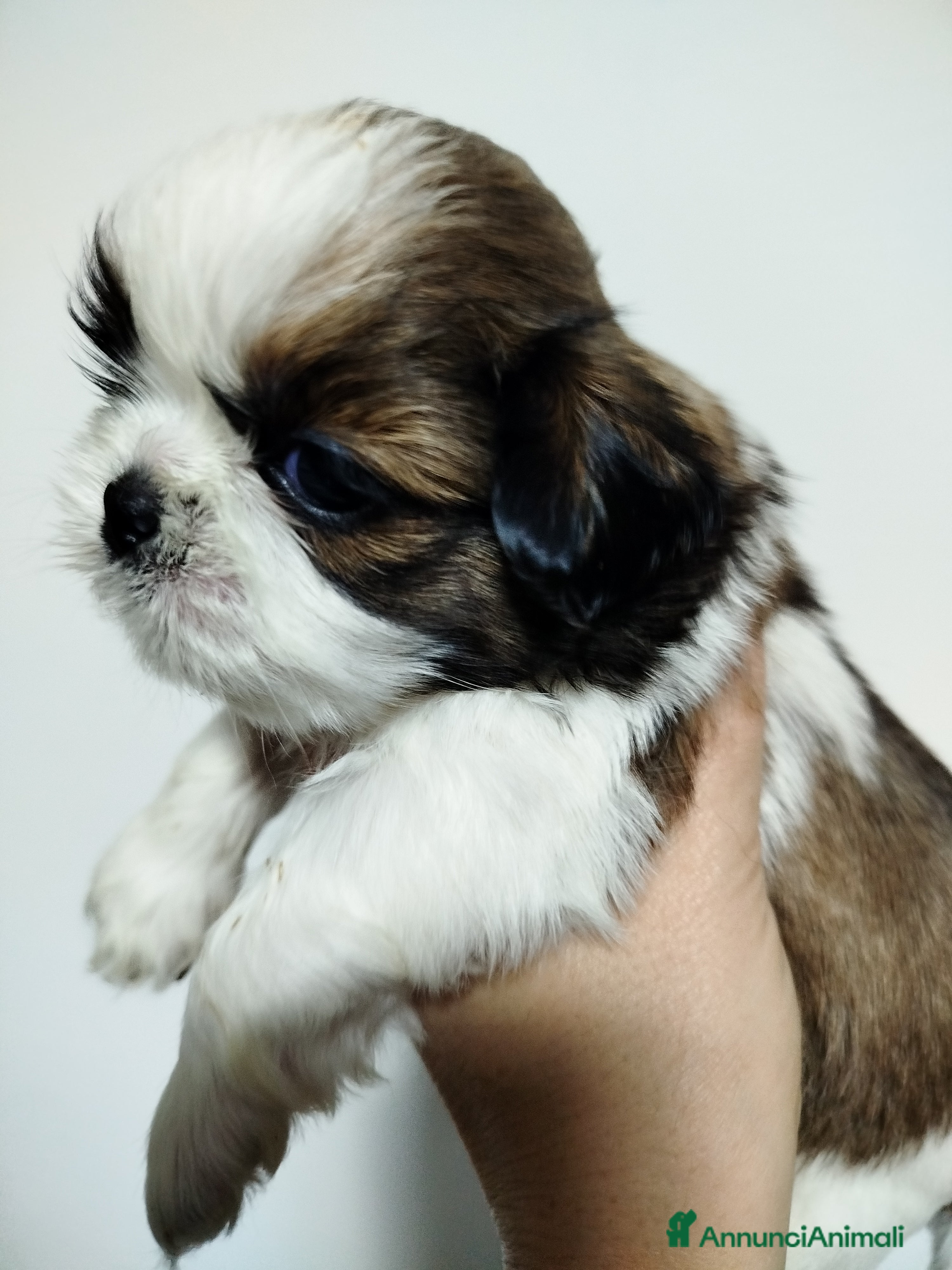 Shih Tzu cani Cucciolo Shit Tzu maschio pedigree Enci  - Annuncio 5