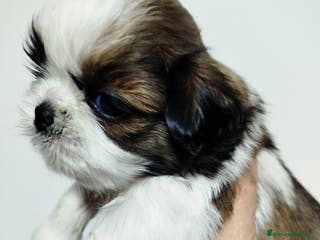 Shih Tzu cani Cucciolo Shit Tzu maschio pedigree Enci - Annuncio 5