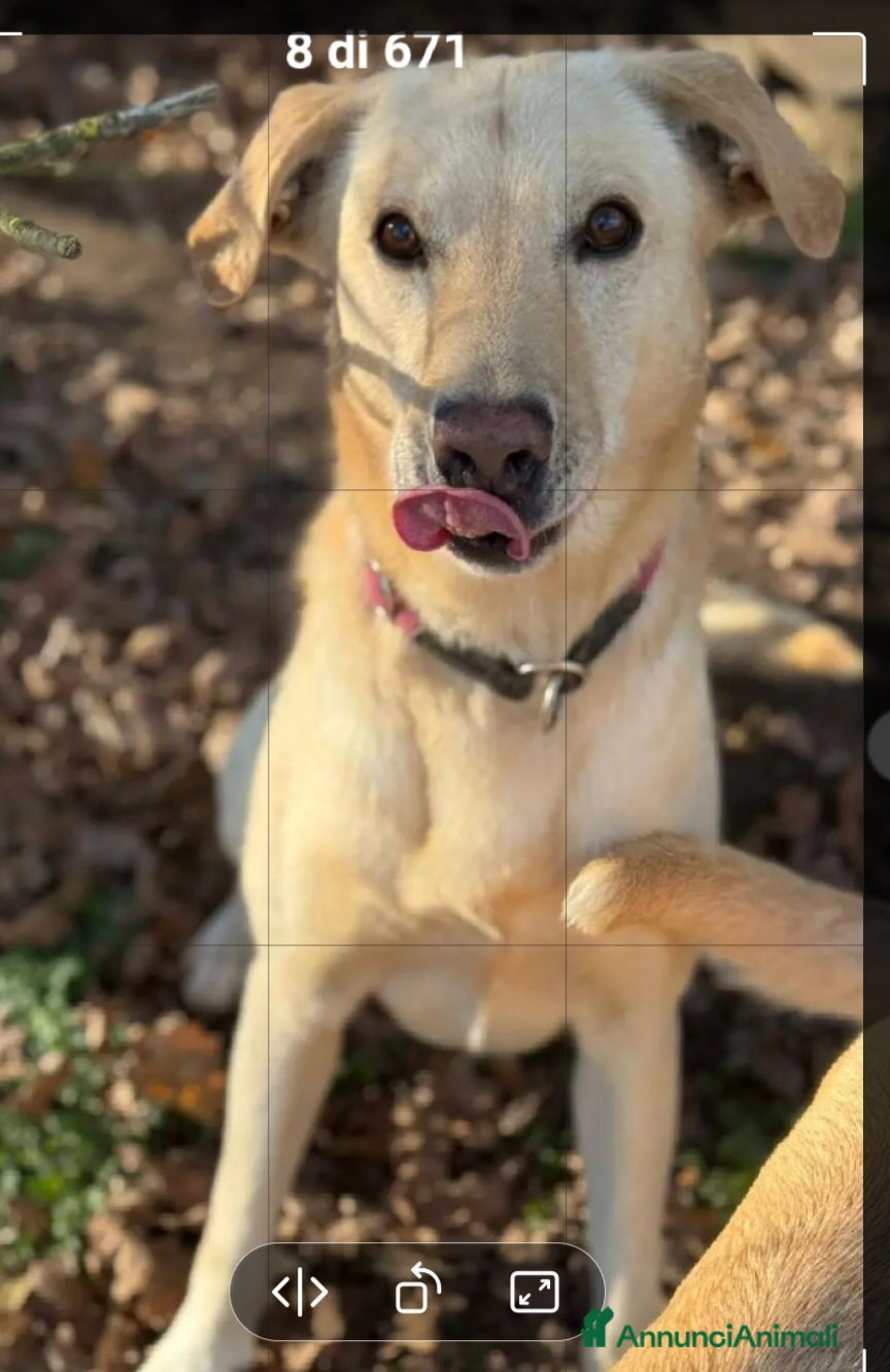 Meticcio cani Vasco 4anni da sempre senza casa MILANO SOS CASA - Annuncio 1