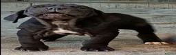 Mastino Napoletano cani in vendita: Mastino napoletano  - Annuncio 4