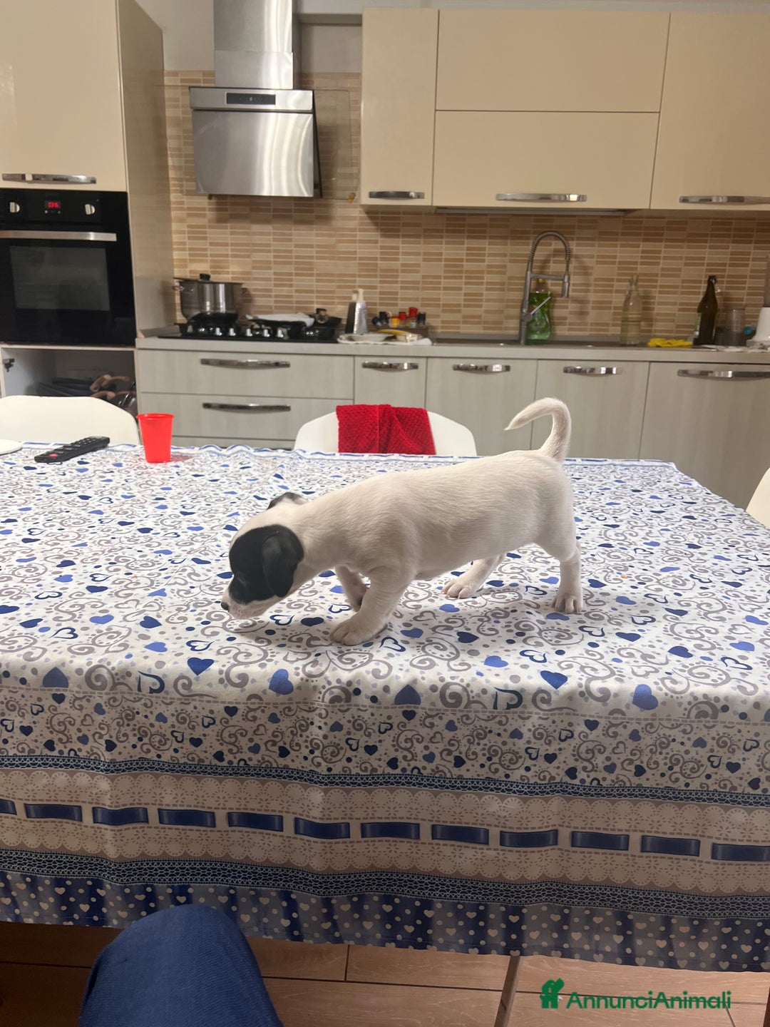 Jack Russell cani in vendita: Femmina Bianca e Nera, rarissima, unica - Annuncio 3