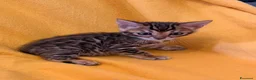 Bengala gatti in vendita: Disponibile cucciolo di Bengala - Annuncio 4