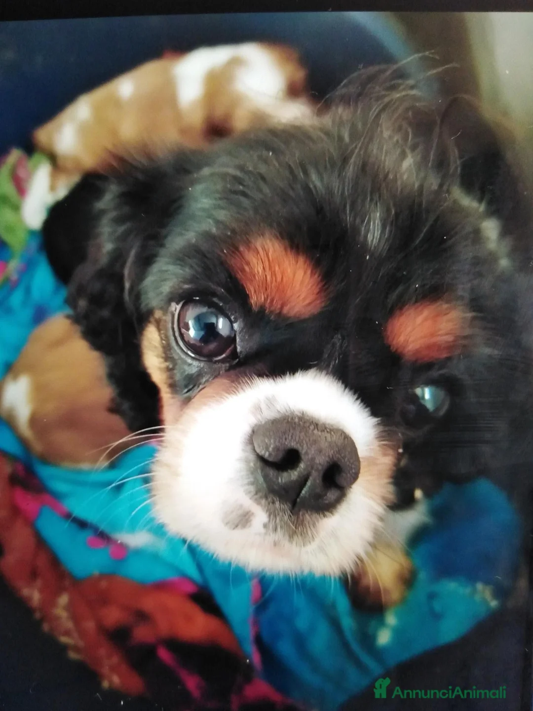 Cavalier King cani in vendita: Cavalier King charles spaniel cucciolata  - Annuncio 2