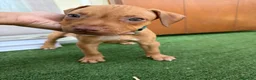 Pitbull cani in vendita: Ultimi cuccioli pitbull disponibili  - Annuncio 3