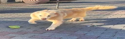 Meticcio cani in regalo: SALOMONE MAREMMANO - Annuncio 12