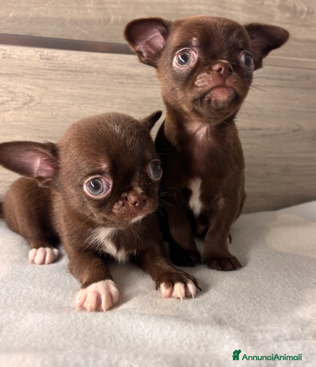 Chihuahua cani in vendita: Cuccioli di chihuahua - Annuncio 5