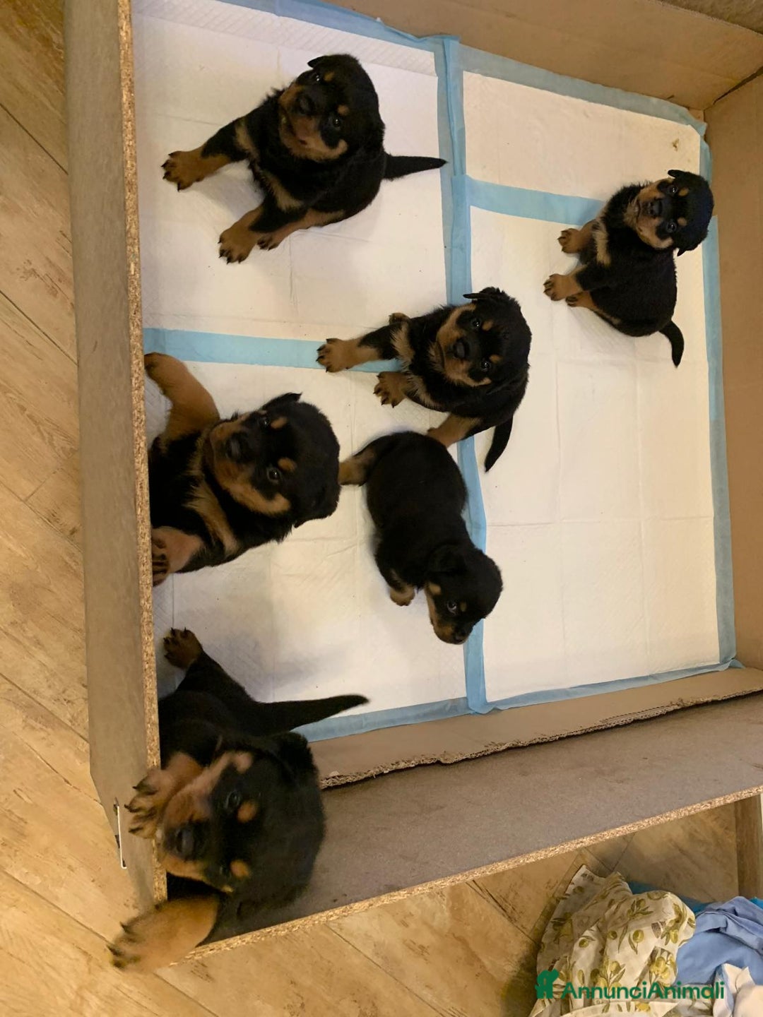 Rottweiler cani in vendita: Cuccioli rottweiller alta genealogia  - Annuncio 2