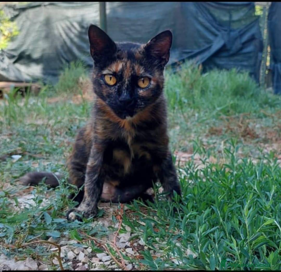 Europeo gatti in regalo: Gattina tartarugata - Annuncio 4