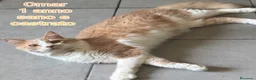 Europeo gatti in regalo: GATTINI ABBANDONATI: URGENTE  a Città Metropolitana di Torino - Annuncio 8