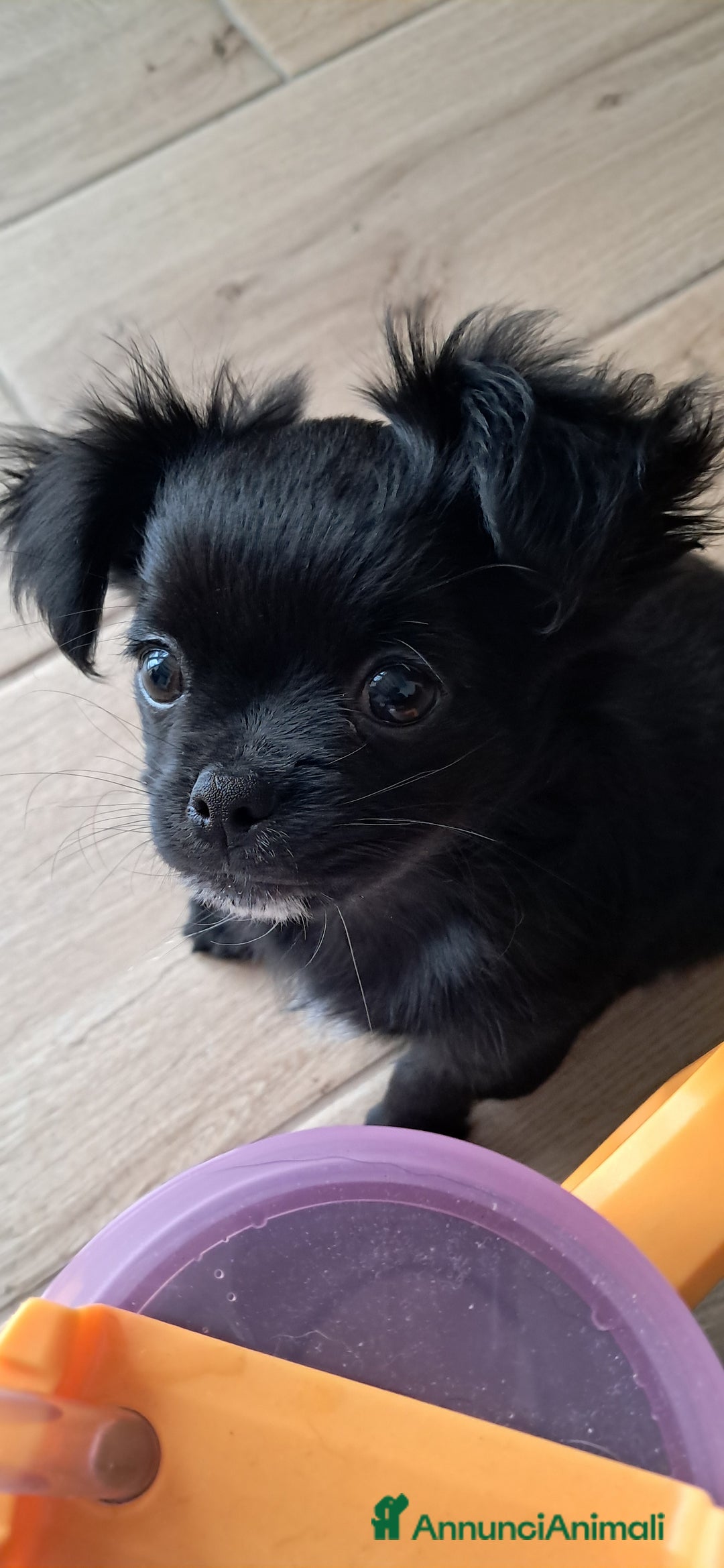 Chihuahua cani in vendita: Cuccioli chihuahua pelo lungo - Annuncio 9