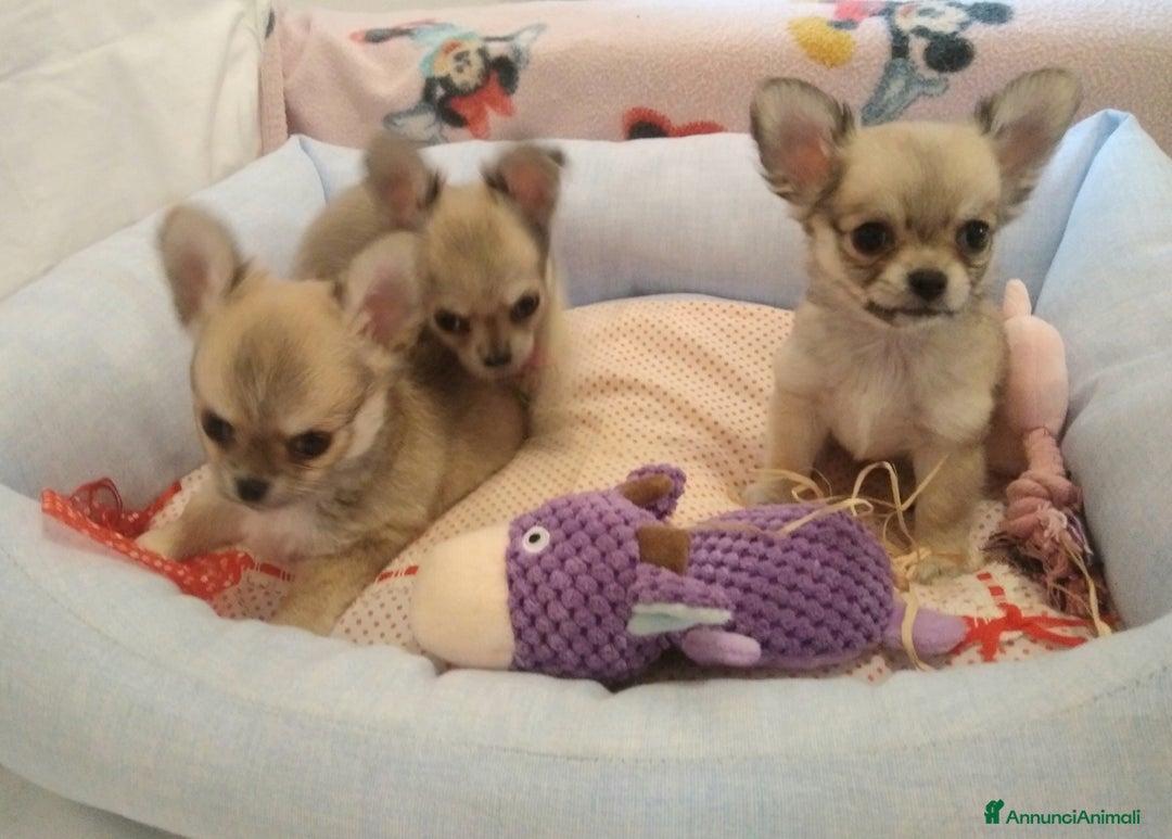 Chihuahua cani in vendita: Cuccioli Chihuahua a pelo lungo con Pedegree Enci  - Annuncio 12
