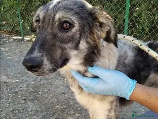 Meticcio cani LORY occhi che supplicano! - Annuncio 4