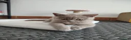 British gatti in vendita: Splendida cucciola di British Shorthair  - Annuncio 3