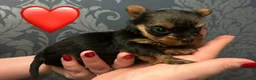Yorkshire cani in vendita: Cuccioli di Yorkshire Terrier - Annuncio 4
