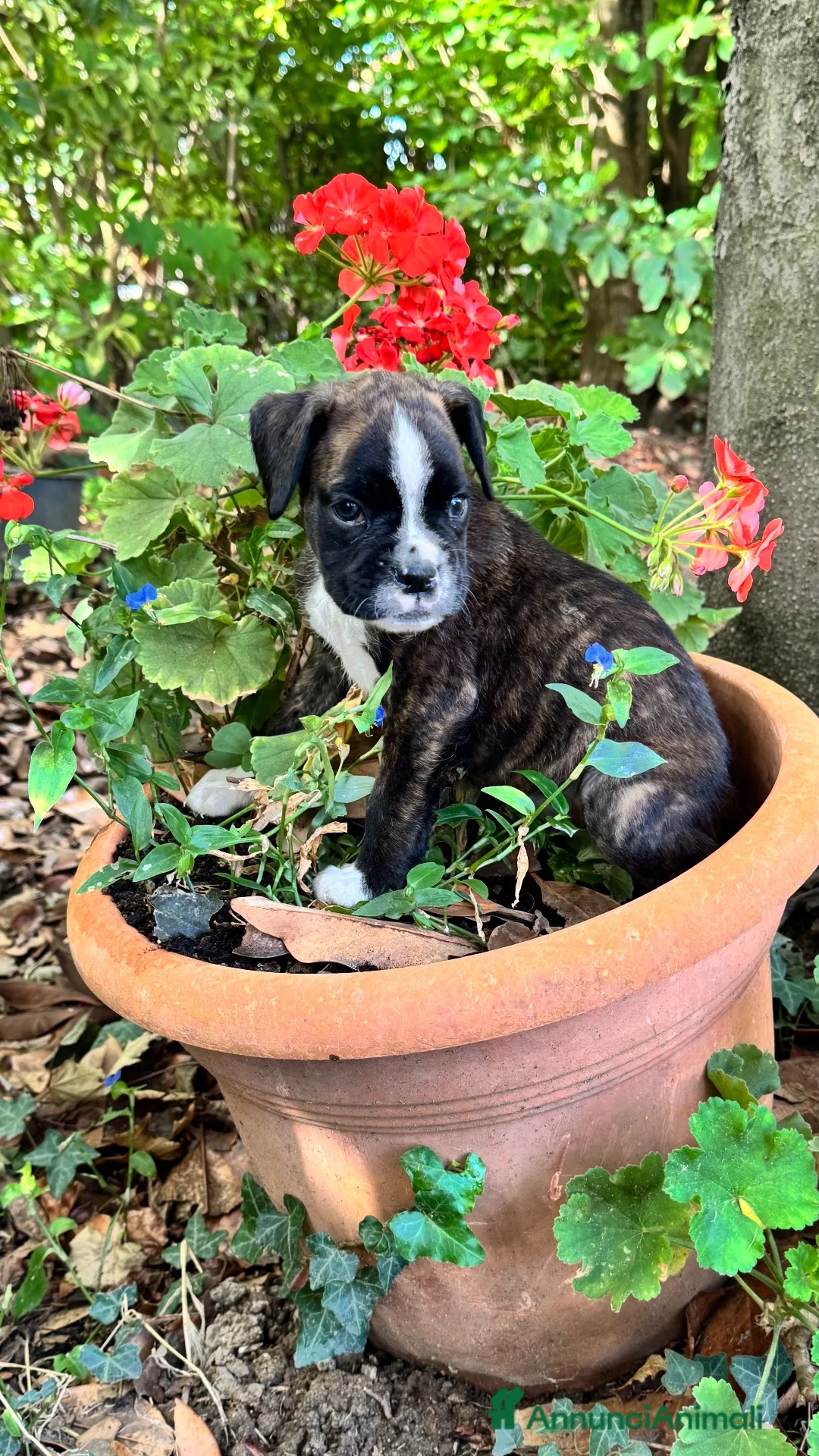 Boxer cani in vendita: Cuccioli boxer - Annuncio 6