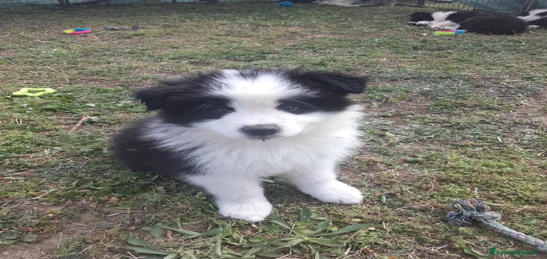 Immagine della galleria {{count}}