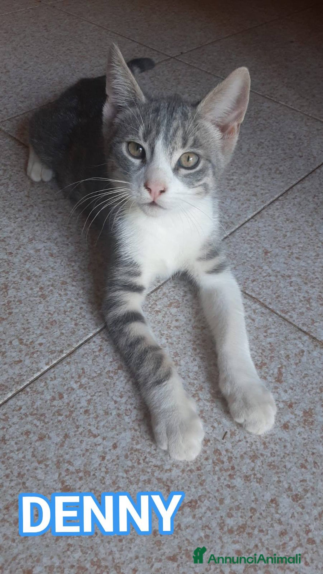 Europeo gatti in regalo: Dolce micino da adottare, DENNY! - Annuncio 5