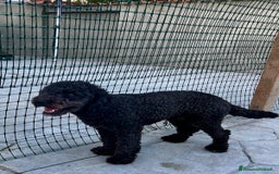 Barboncino cani in vendita: Barboncino  a Città metropolitana di Roma Capitale - Immagine 3