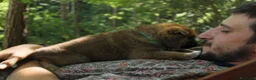Shiba Inu cani in vendita: Ultimo cucciolo di Shiba inu con pedigree. - Annuncio 5