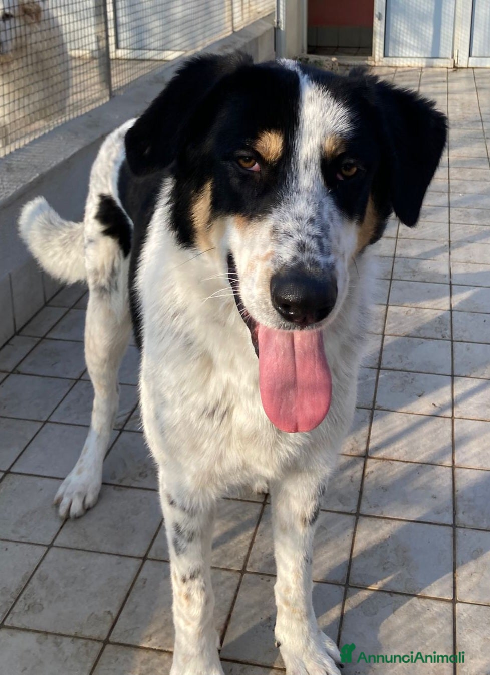 Altre razze cani Mavy, super buono, cerca famiglia  a Città metropolitana di Roma Capitale - Annuncio 21