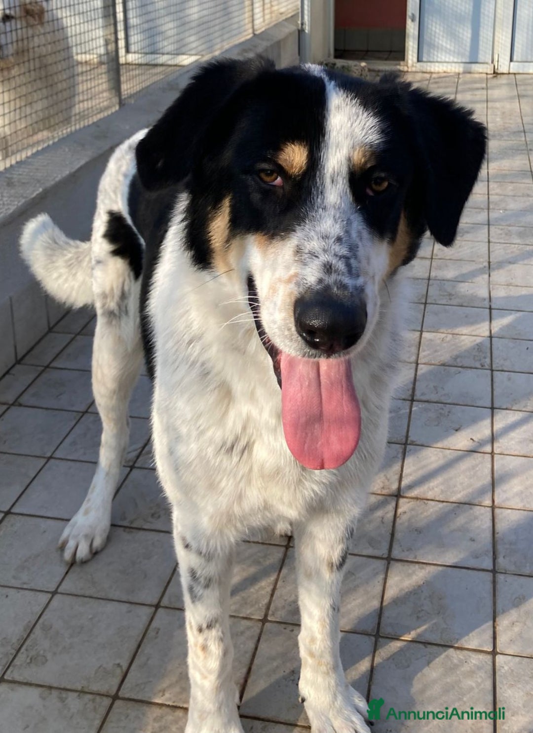 Altre razze cani in regalo: Mavy, super buono, cerca famiglia  a Città metropolitana di Roma Capitale - Annuncio 1