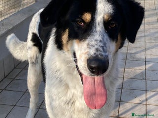 Altre razze cani Mavy, super buono, cerca famiglia a Città metropolitana di Roma Capitale - Annuncio 13