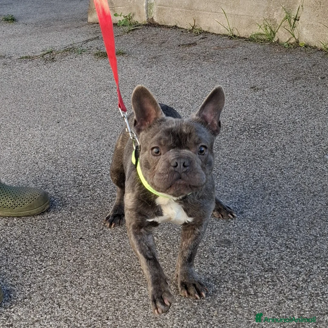 Bulldog Francese cani in regalo: Shamus Cerca Famiglia. Info Monica 3890238584 - Annuncio 9