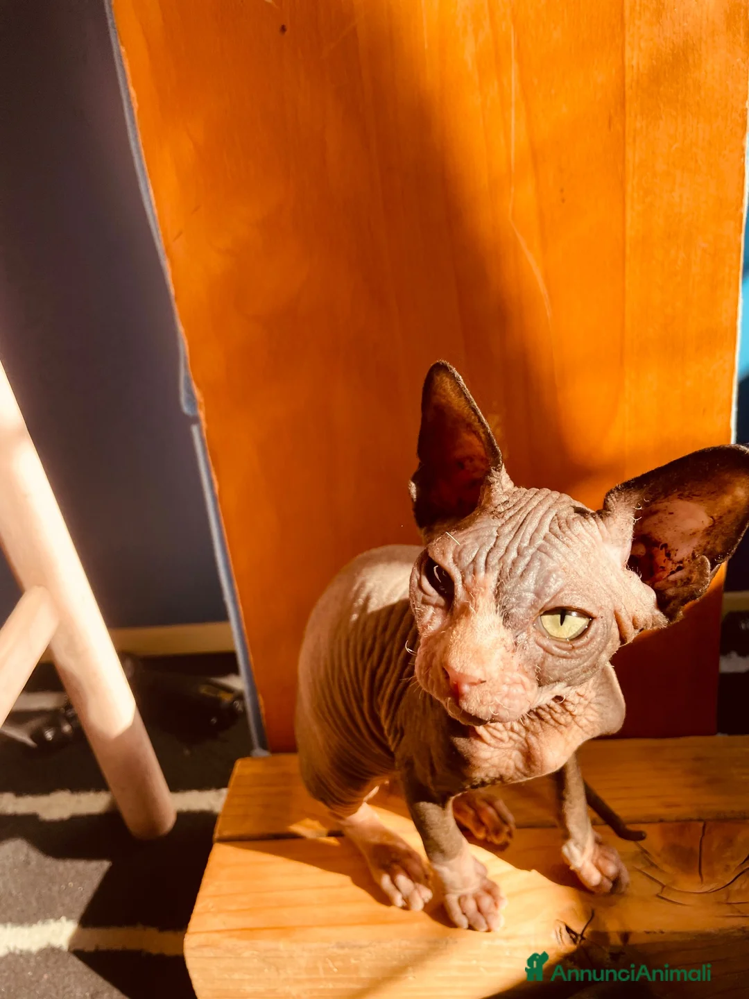 Sphynx gatti in vendita: Sphynx - Cucciolo maschio a Città metropolitana di Roma Capitale - Annuncio 2