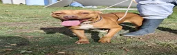 Pitbull cani in regalo: Pitbull femmina 2anni e 1/2 salvata da fame,sete.. - Annuncio 8