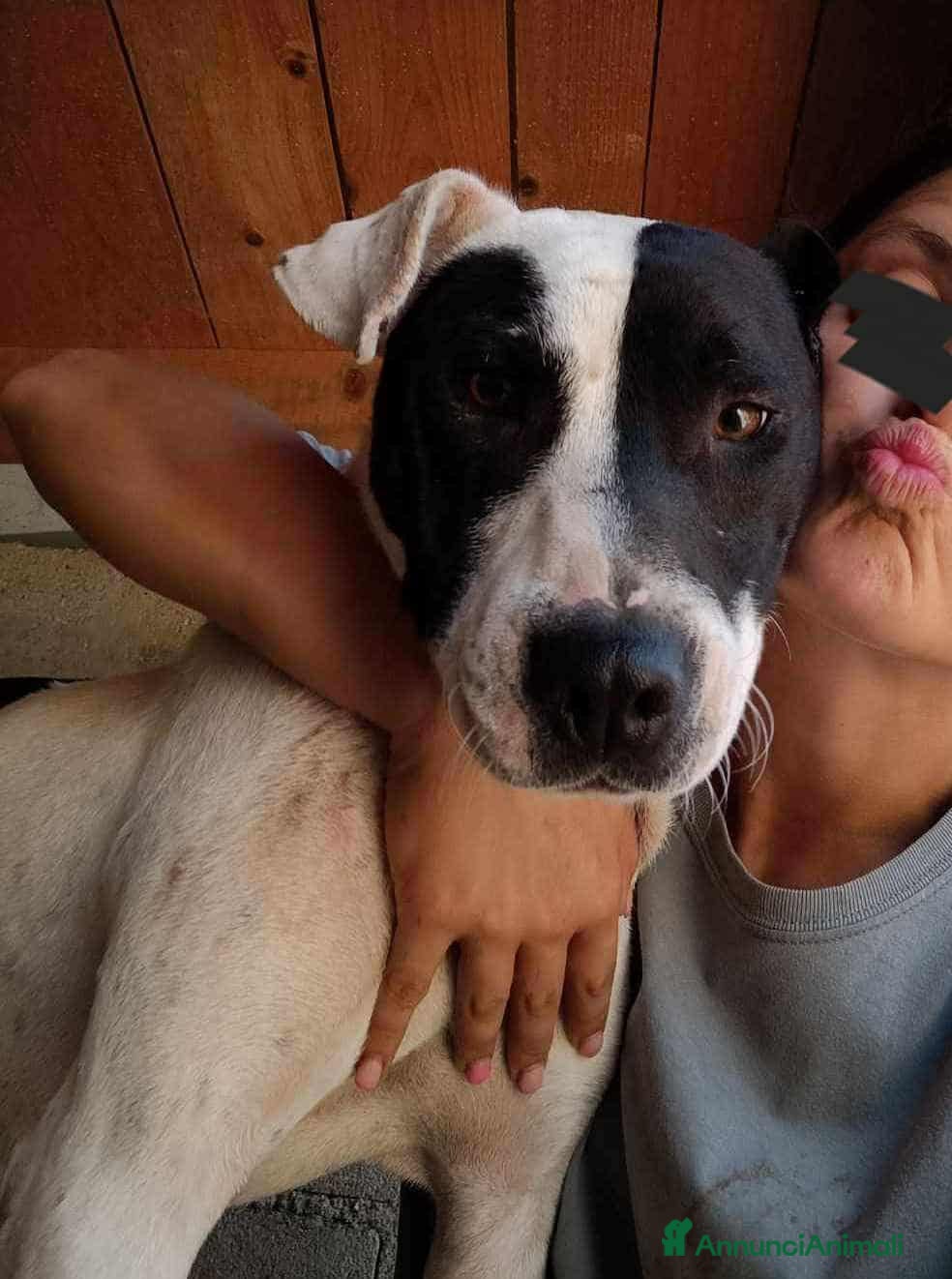 Meticcio cani SPYKE, mix AMSTAFF super affettuoso! - Annuncio 38