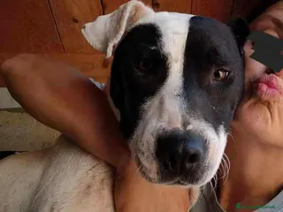 Meticcio cani SPYKE, mix AMSTAFF super affettuoso! - Annuncio 35