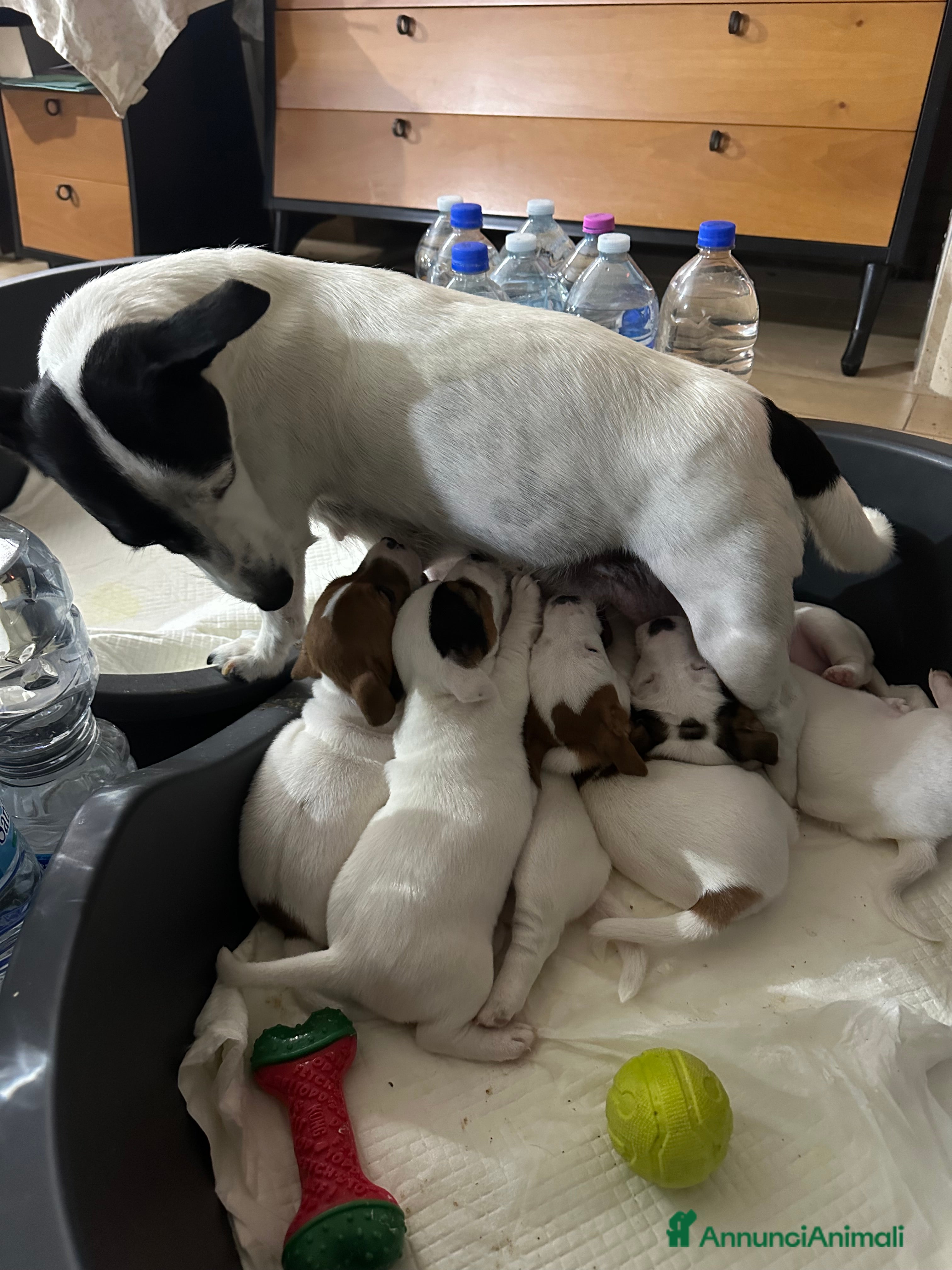 Jack Russell cani Jack Russel Terrier di Razza Neri, tricolori  - Annuncio 16